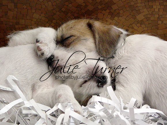Puppies