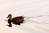Duck at park