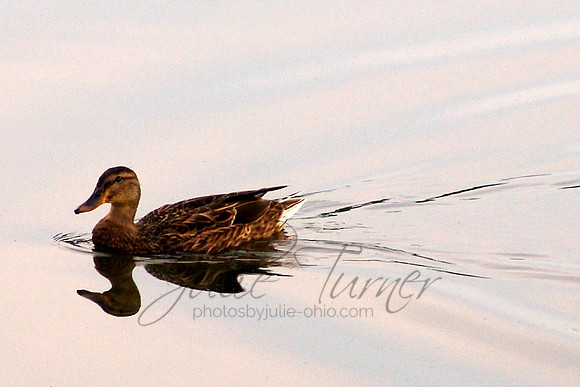 Duck at park