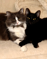 Cosmo & BooBear