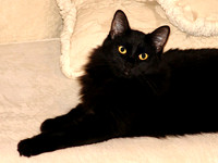 BooBear