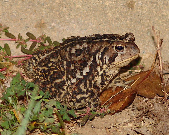 Toad