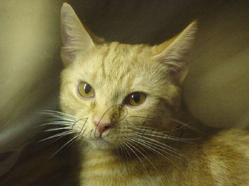 Sherbie