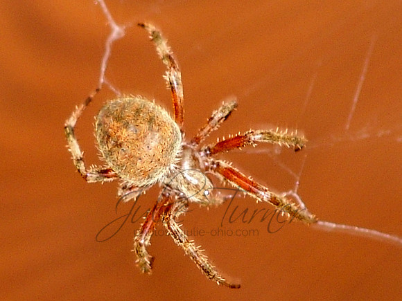 Spider at park