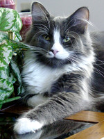 Cosmo