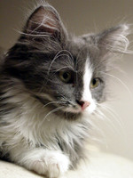 Cosmo